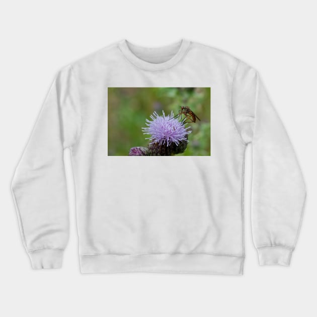 Dance Fly on Thistle Flower Crewneck Sweatshirt by Violaman